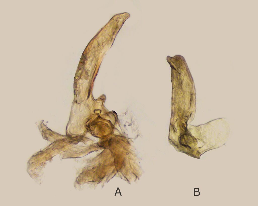 Micronecta griseola