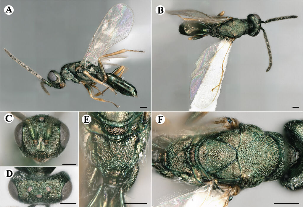 Rhicnocoelia impar