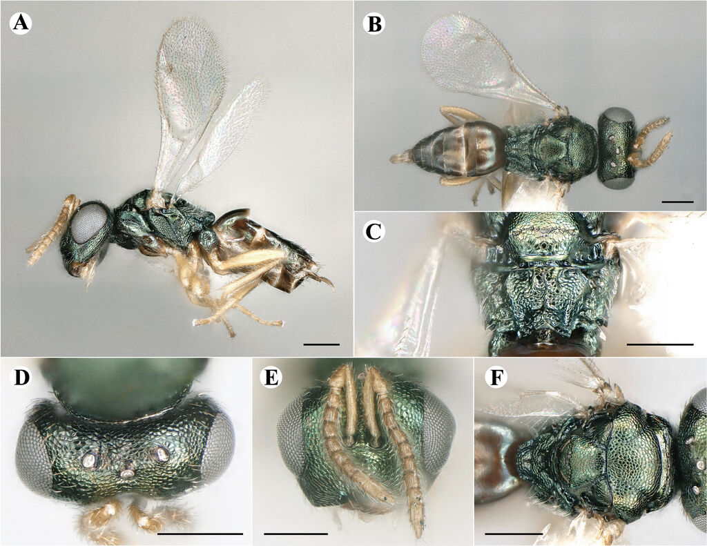 Rohatina inermis