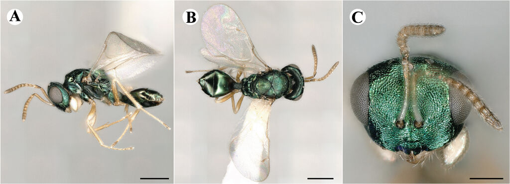 Halticoptera longipetiolus
