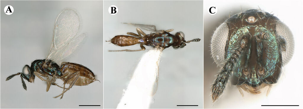 Macroglenes paludum