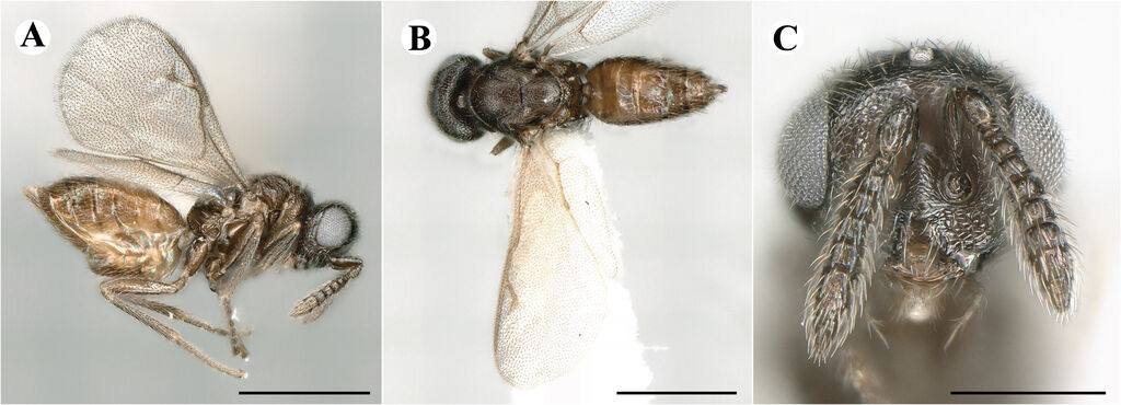 Micradelus acutus