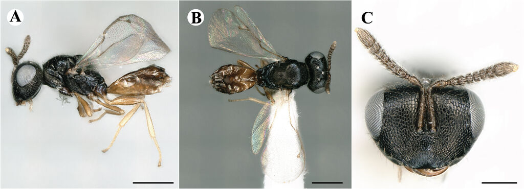 Kaleva corynocera