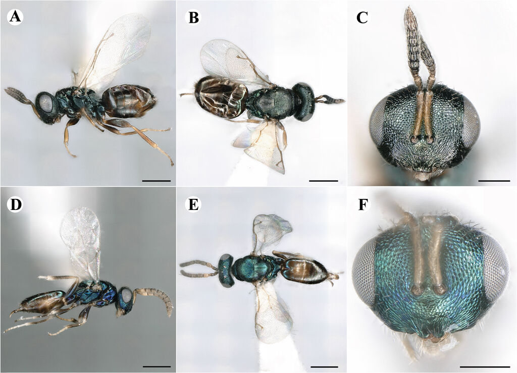 Cyclogastrella clypealis