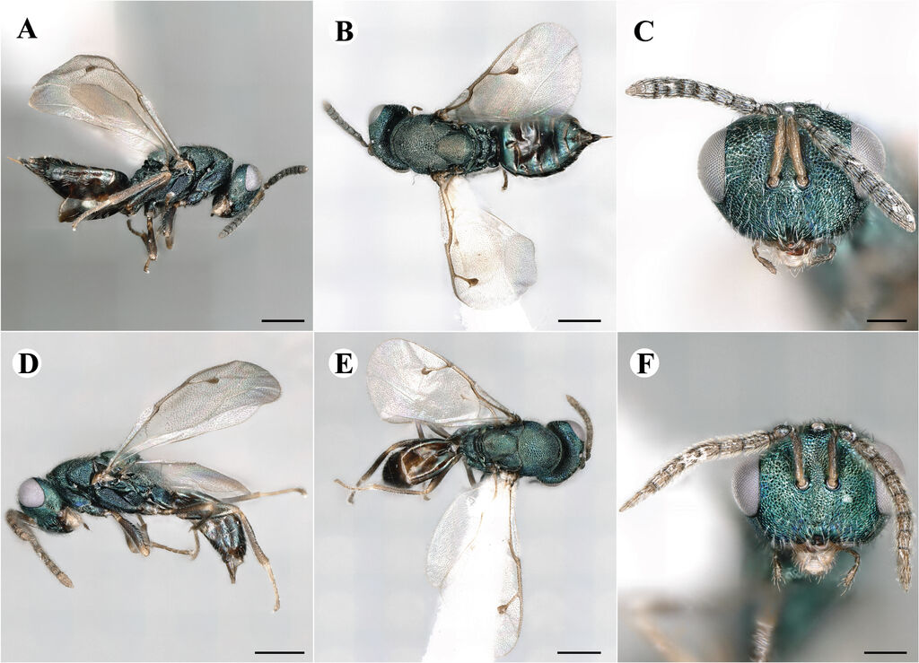 Dinotoides tenebricus