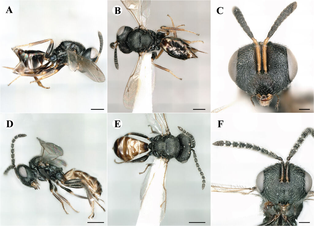 Psilocera crassispina