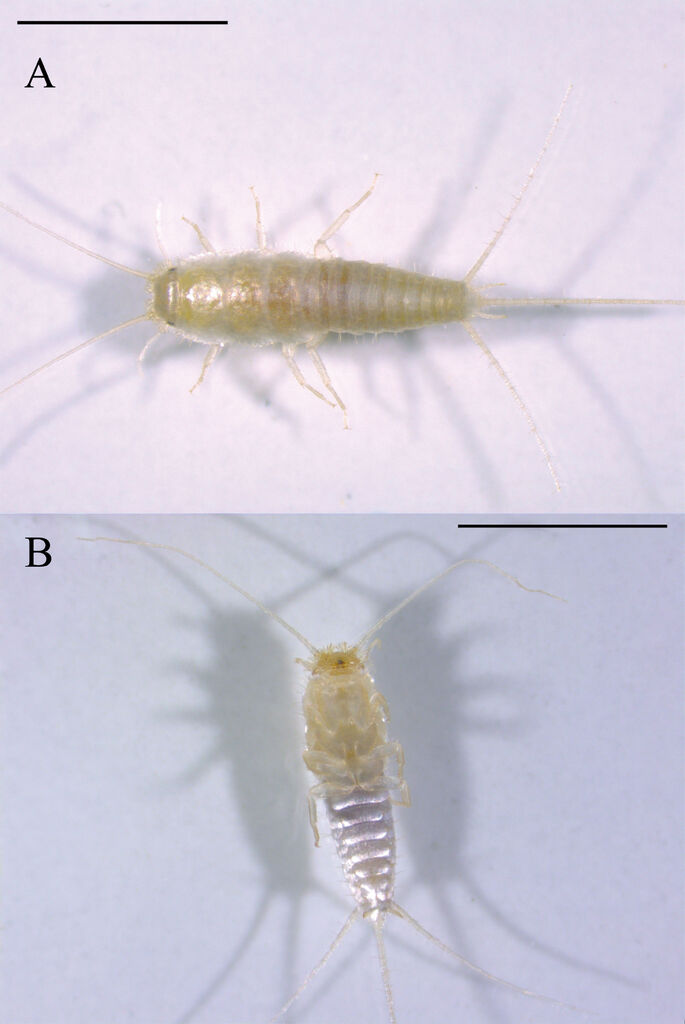 ghost silverfish