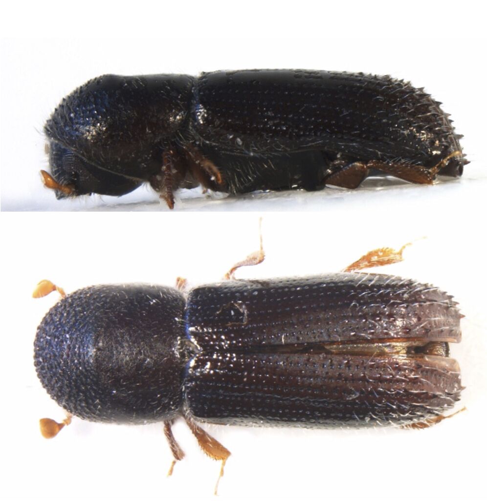 Asian Ambrosia beetle