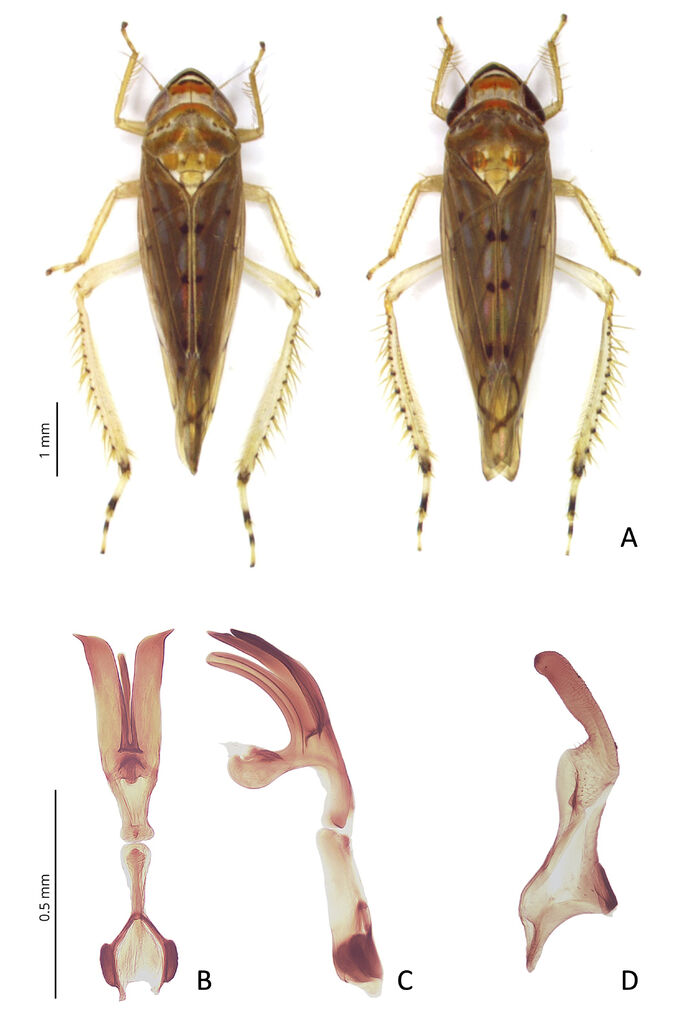 Osbornellus auronitens