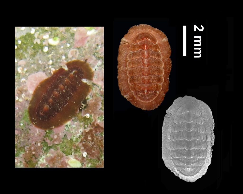 sevenplated chiton