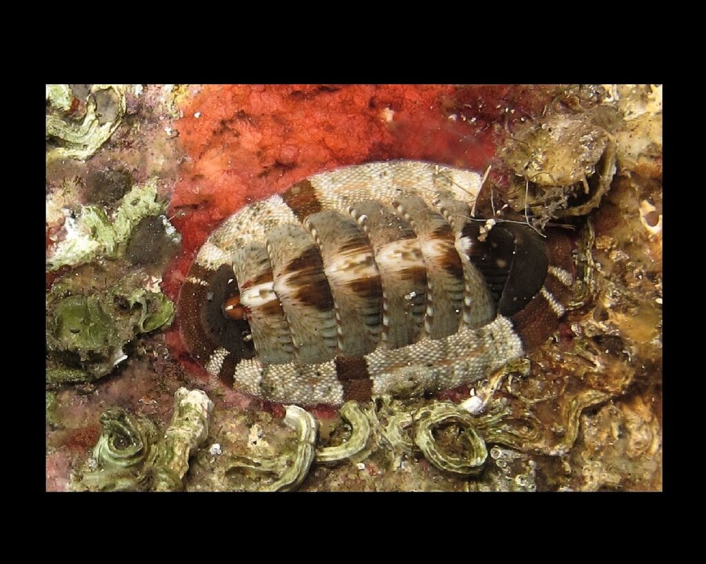 Chiton vert