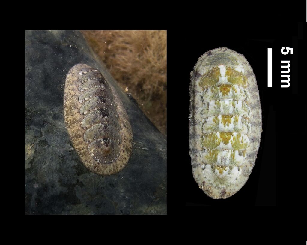 Ischnochiton rissoi