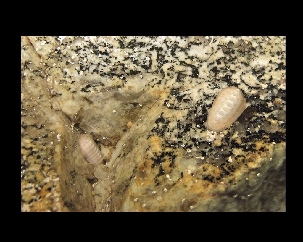 Leptochiton algesirensis