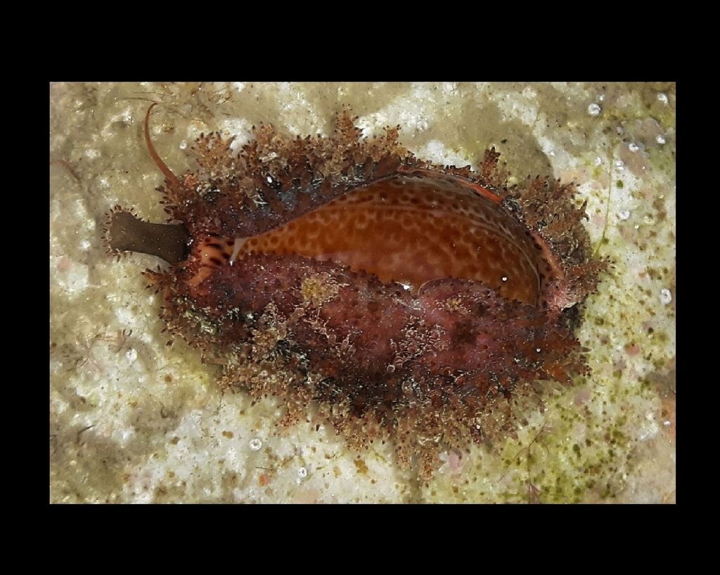 Spotted Cowrie
