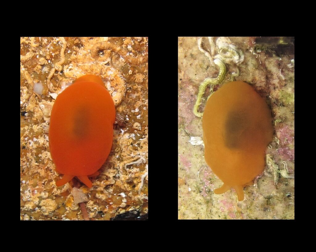 Berthella aurantiaca
