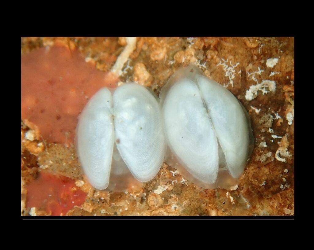 Turton's weasel-eye