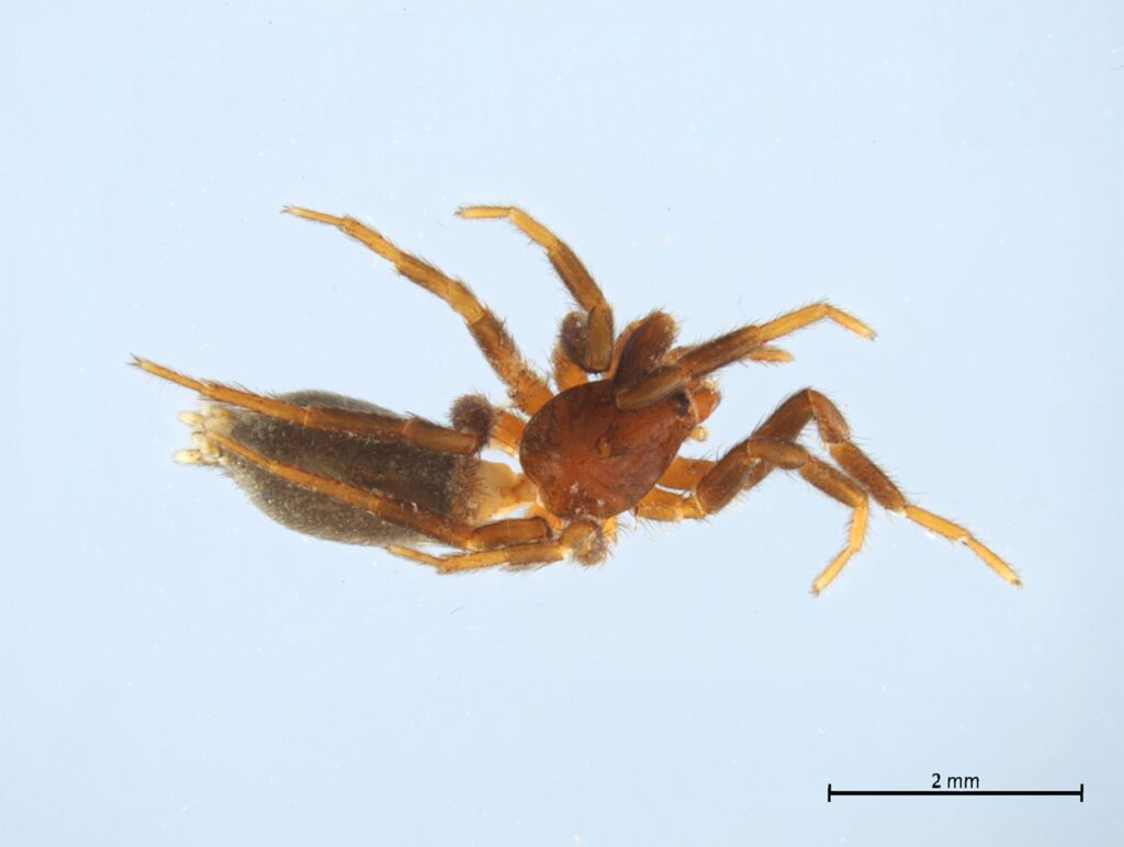 Turkozelotes noname