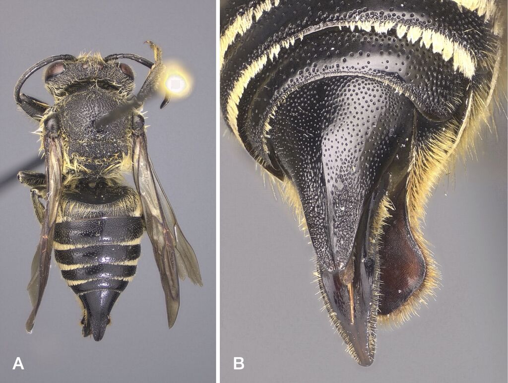 Coelioxys alatus