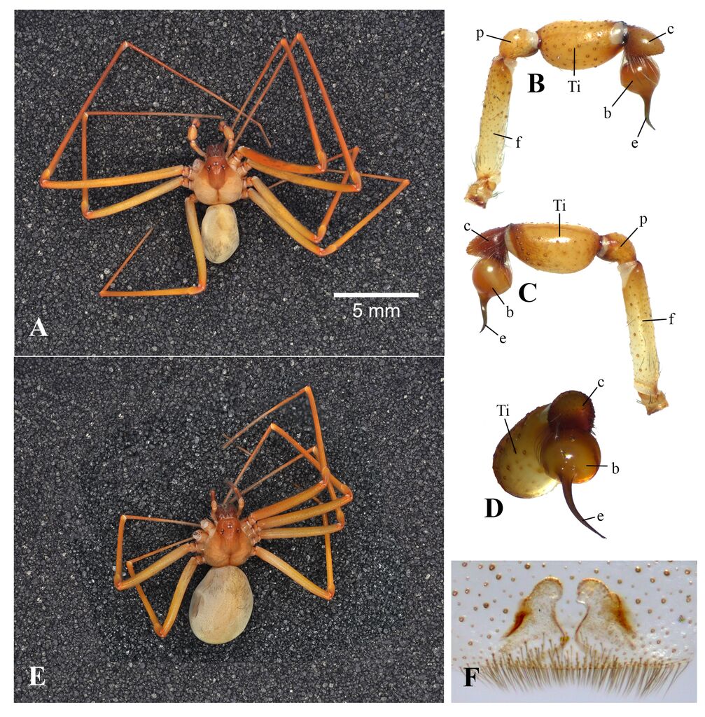 Mediterranean recluse spider
