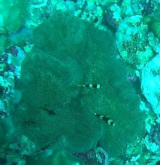 Merten's carpet anemone (Stichodactyla mertensii)