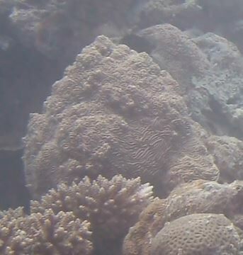 Elephant skin coral (Pachyseris rugosa)