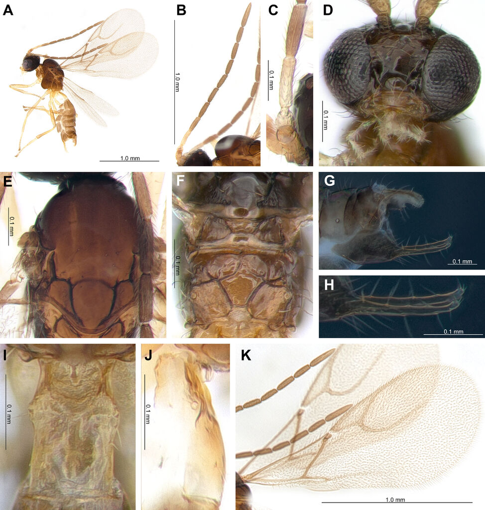 Trioxys liui