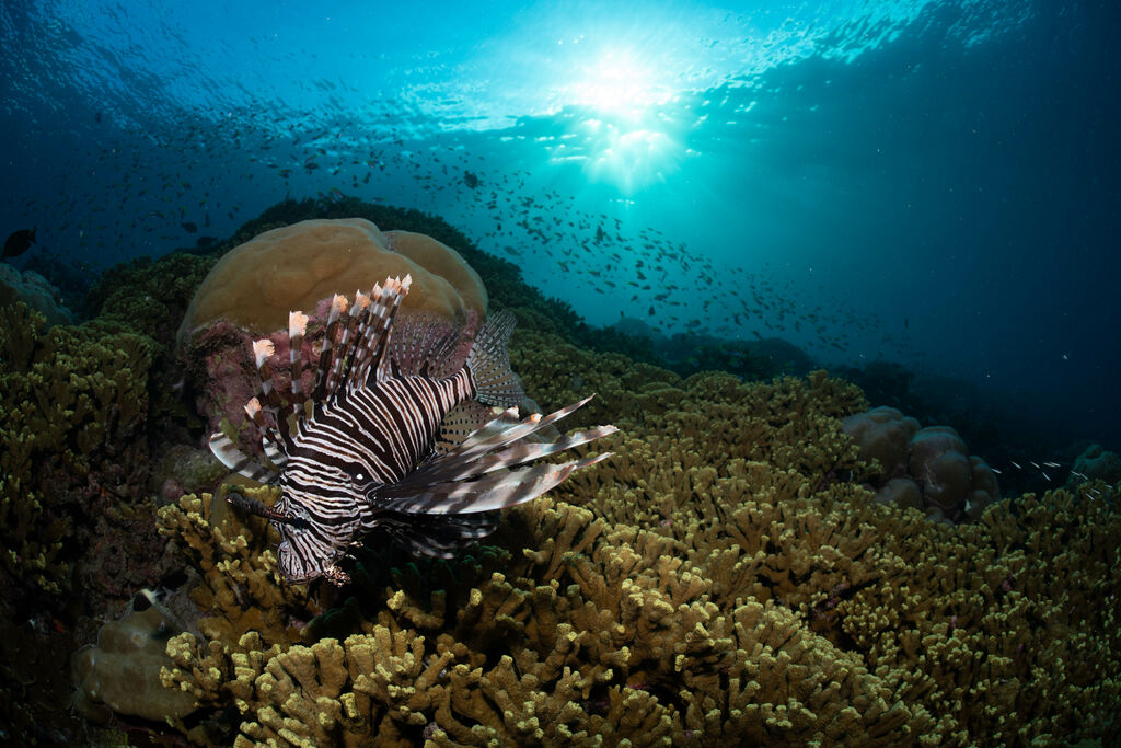 hump coral