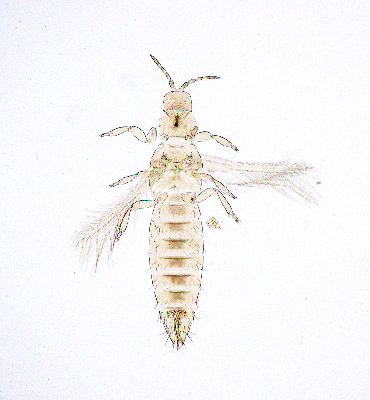 thrips tabaci life cycle