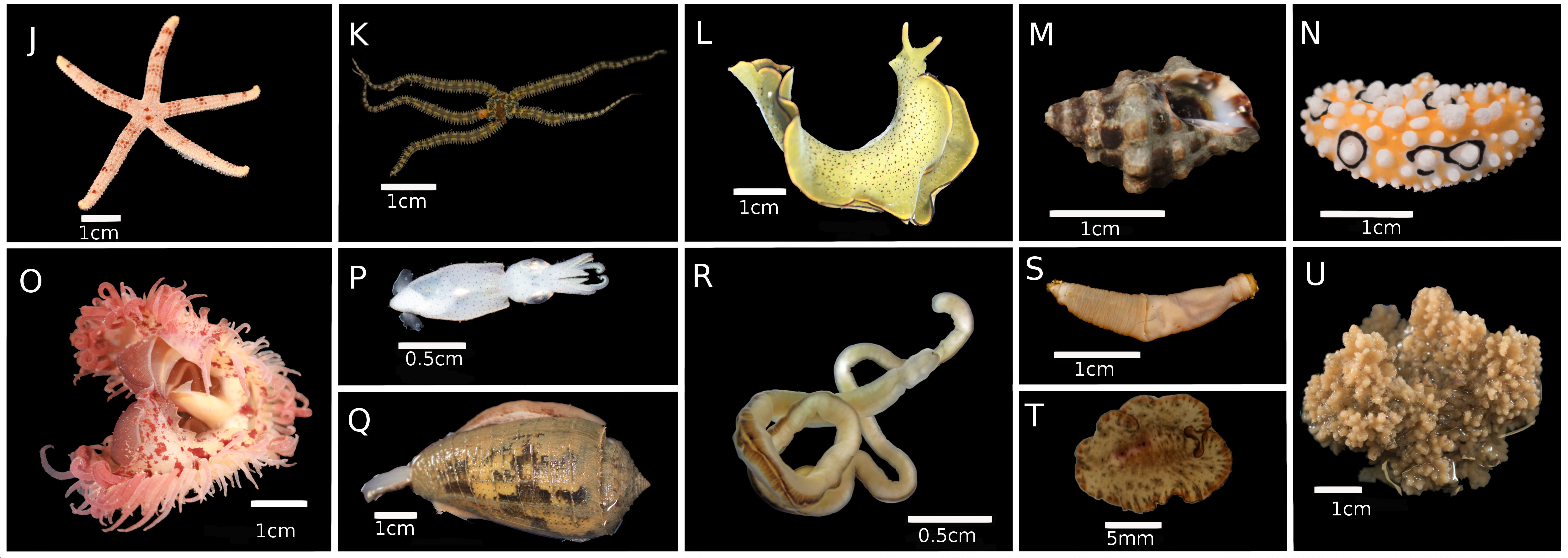 From Marine Park To Future Genomic Observatory Enhancing Marine Biodiversity Assessments Using A Biocode Approach