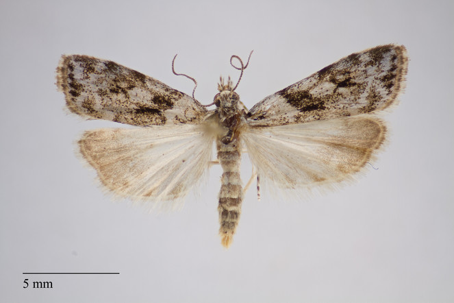 Types Of Destructive Moths
