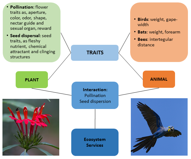 Ecosystem Services Provided by Bats