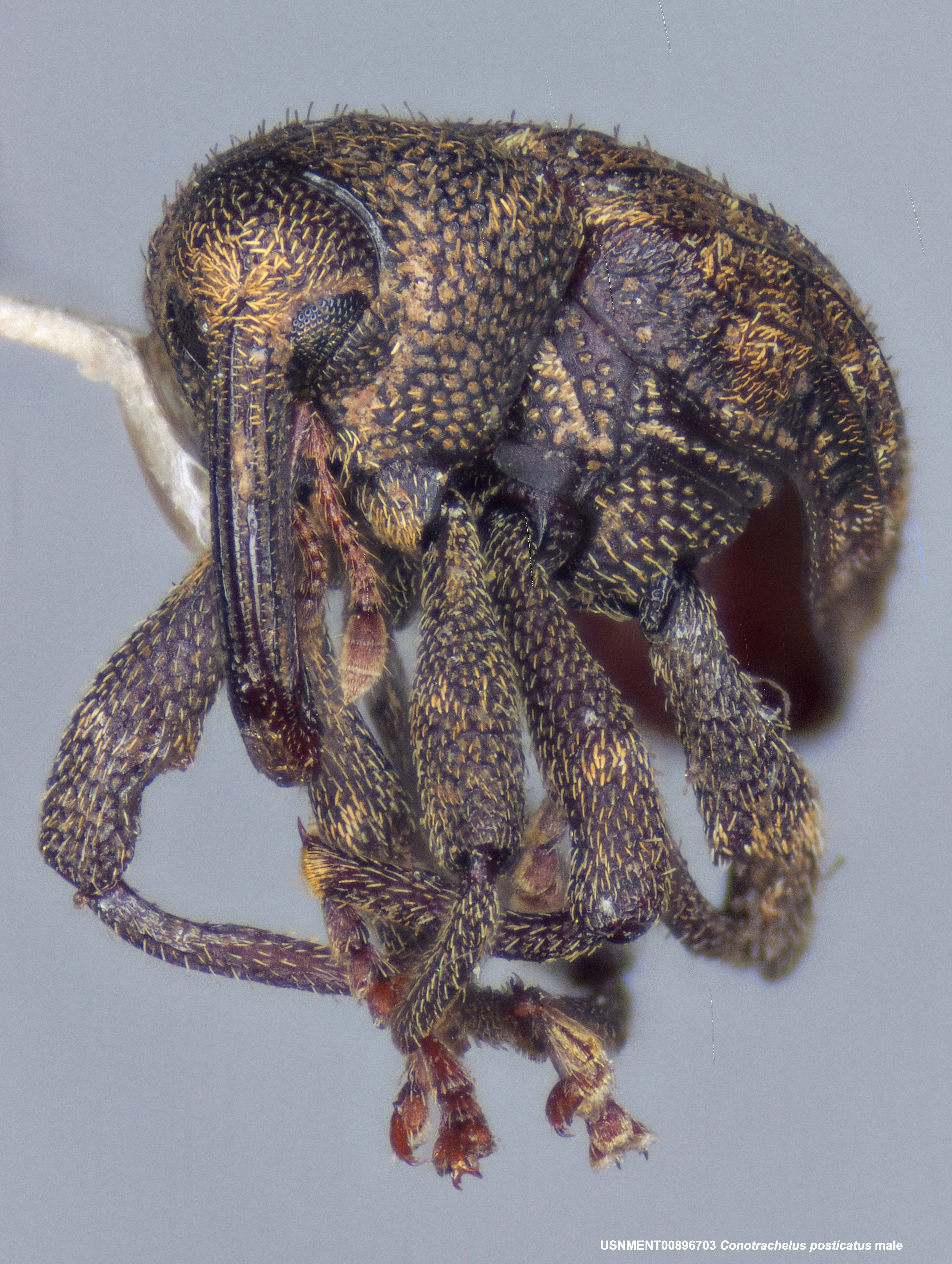 On the identity of a U.S. intercepted Conotrachelus Dejean (Coleoptera
