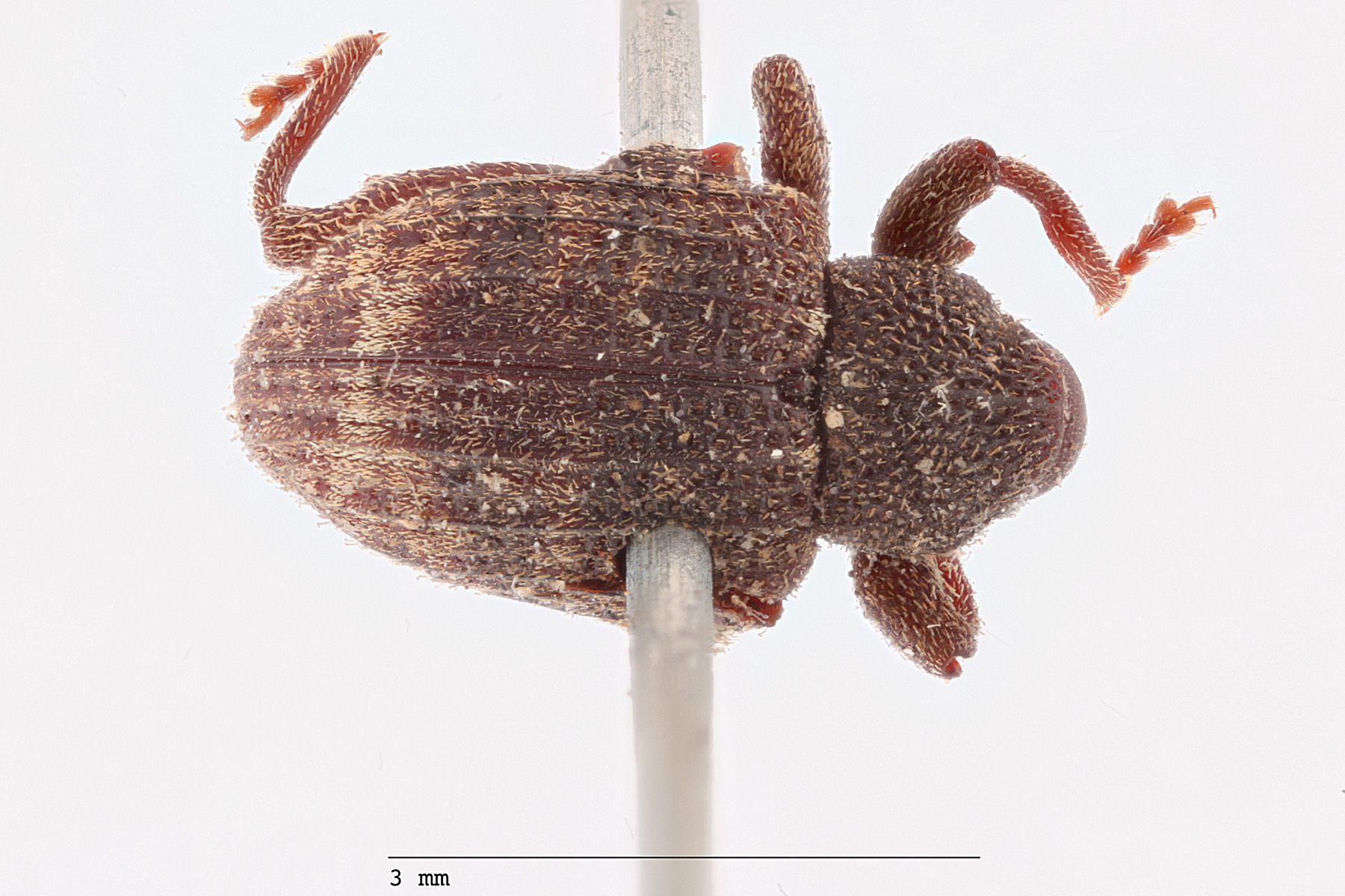 On the identity of a U.S. intercepted Conotrachelus Dejean (Coleoptera