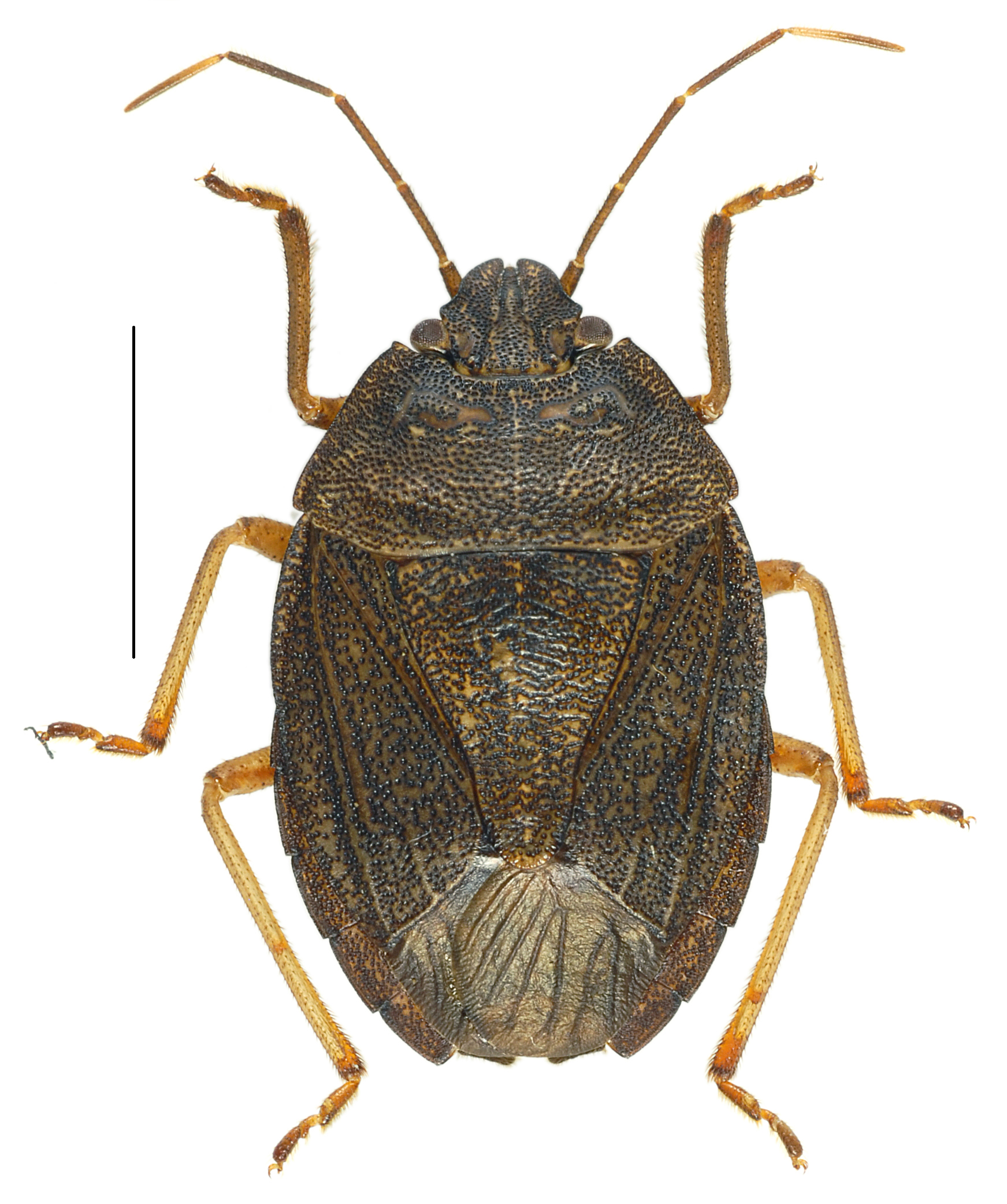 New record of the pentatomine stink bug species Caystrus orientalis ...