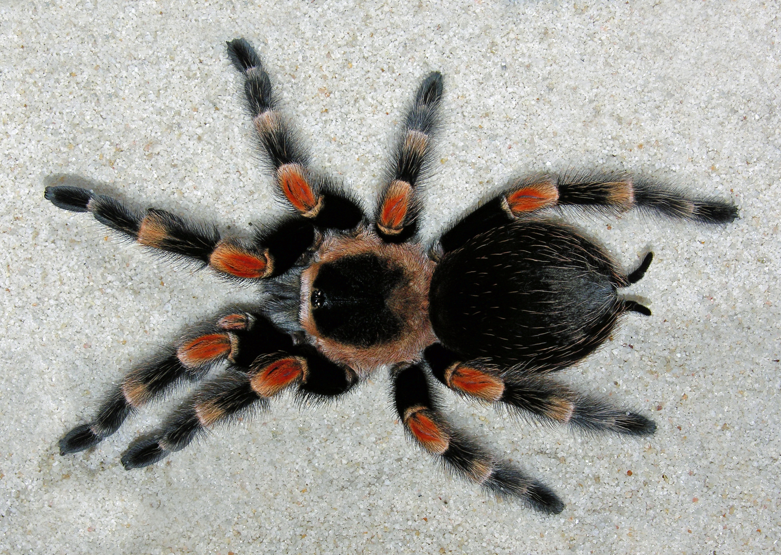 Tarantula y araña