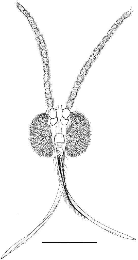 A new species of Lygistorrhina Skuse (Diptera Sciaroidea