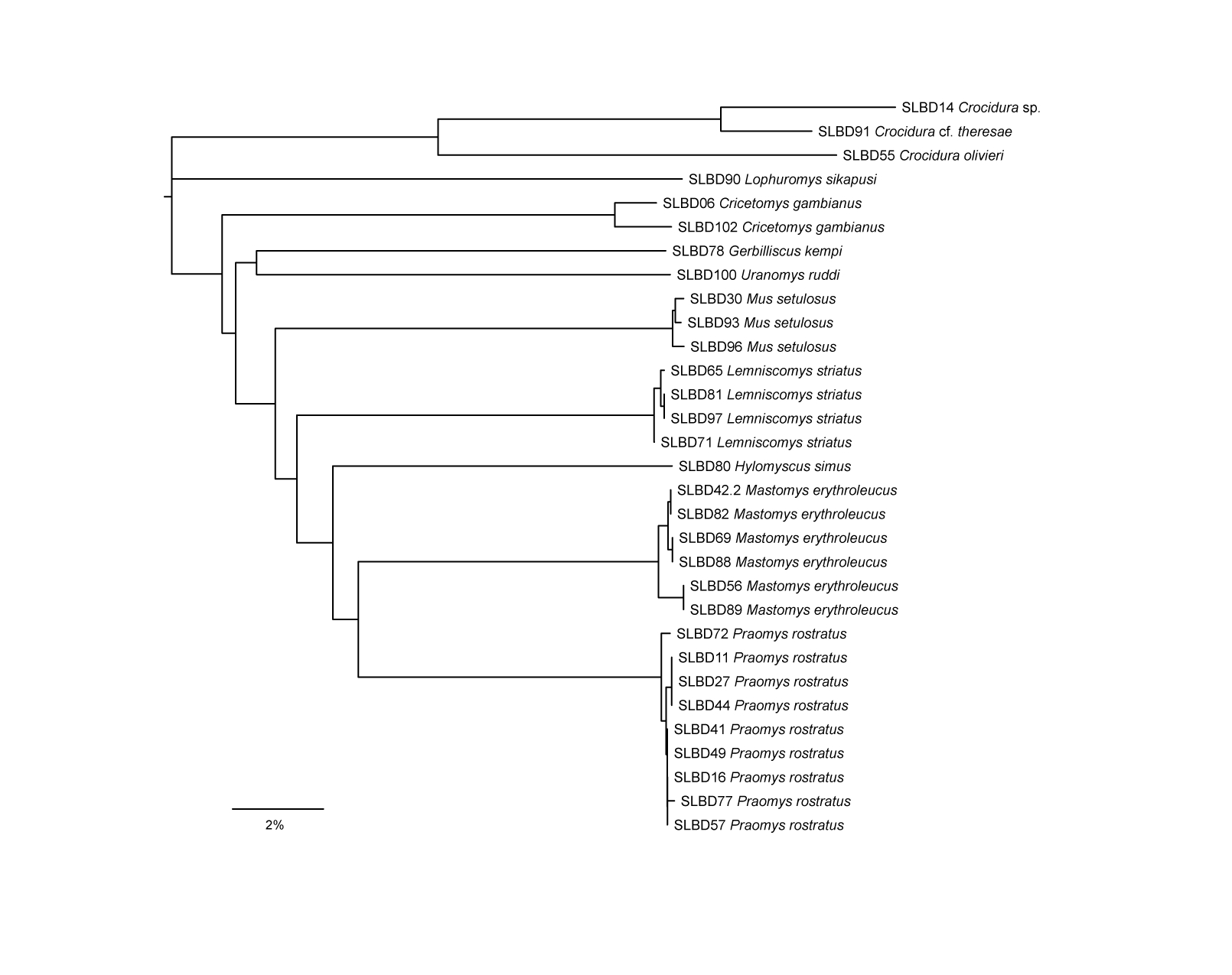 New records of bats and terrestrial small mammals from the Seli River