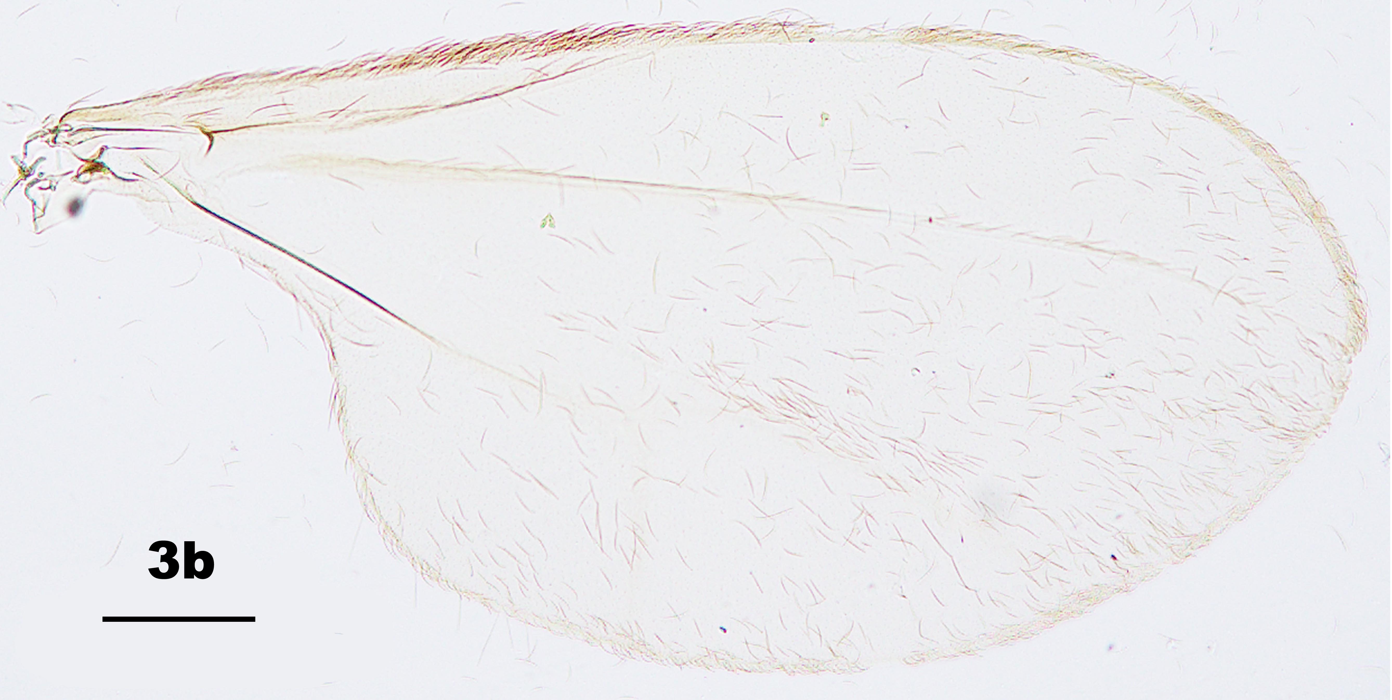 pseudasphondylia-tominagai-a-new-gall-midge-species-diptera