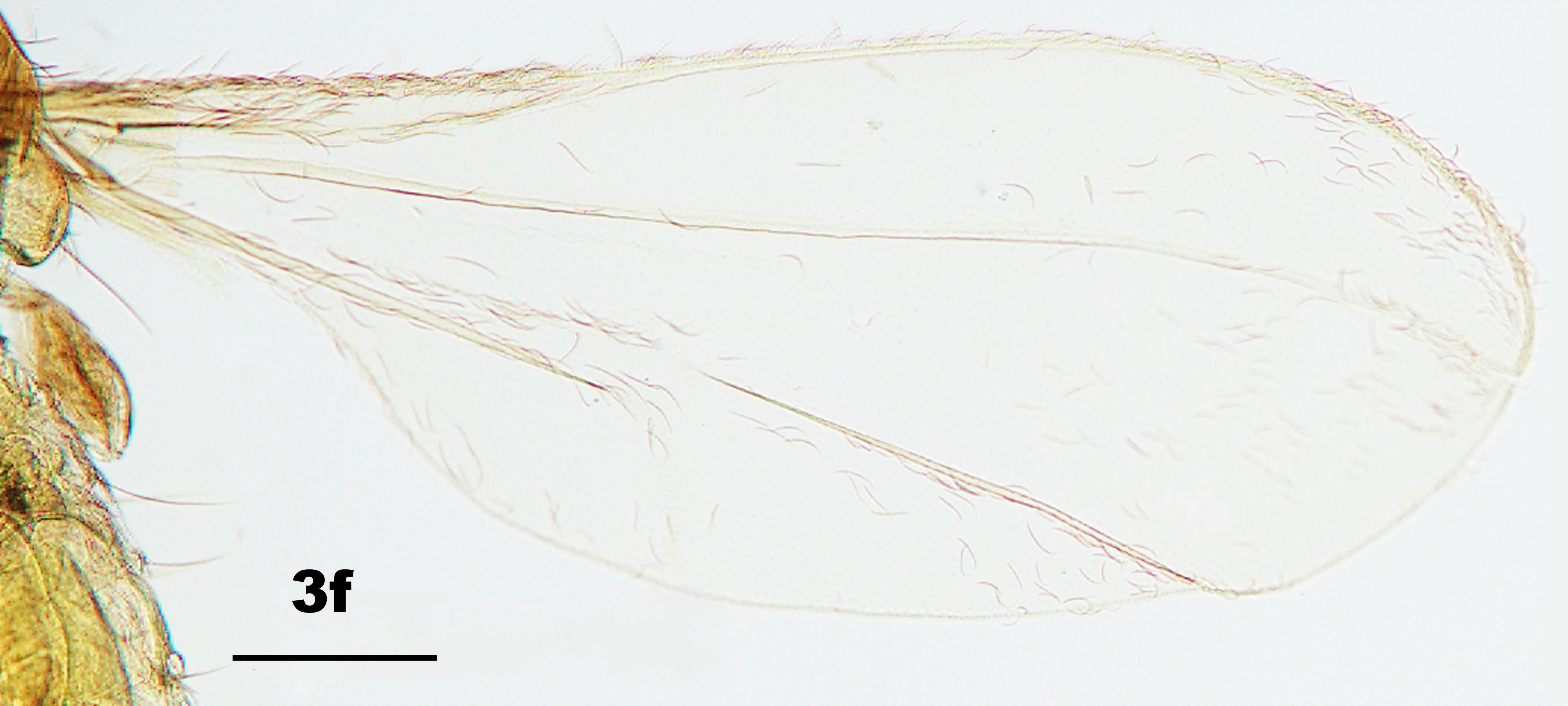 Pseudasphondylia tominagai, a new gall midge species (Diptera ...