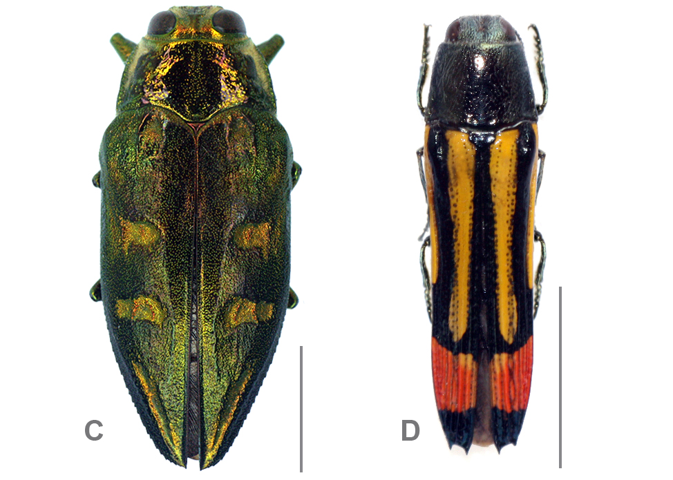 First records of the jewel beetles Chrysobothris desmaresti (Laporte