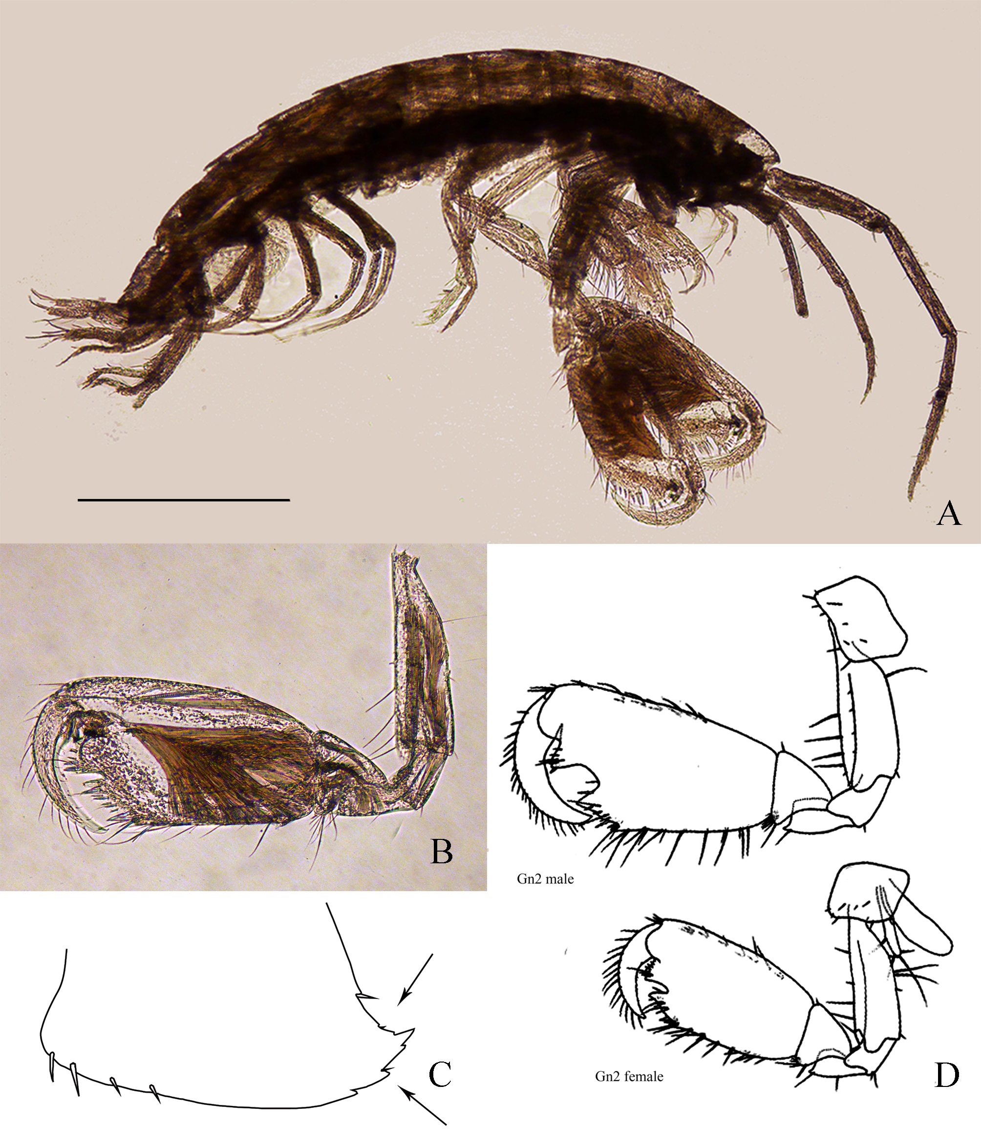 Crustaceans In The Genus Cyclops Nyt 33 - uj6kmvt