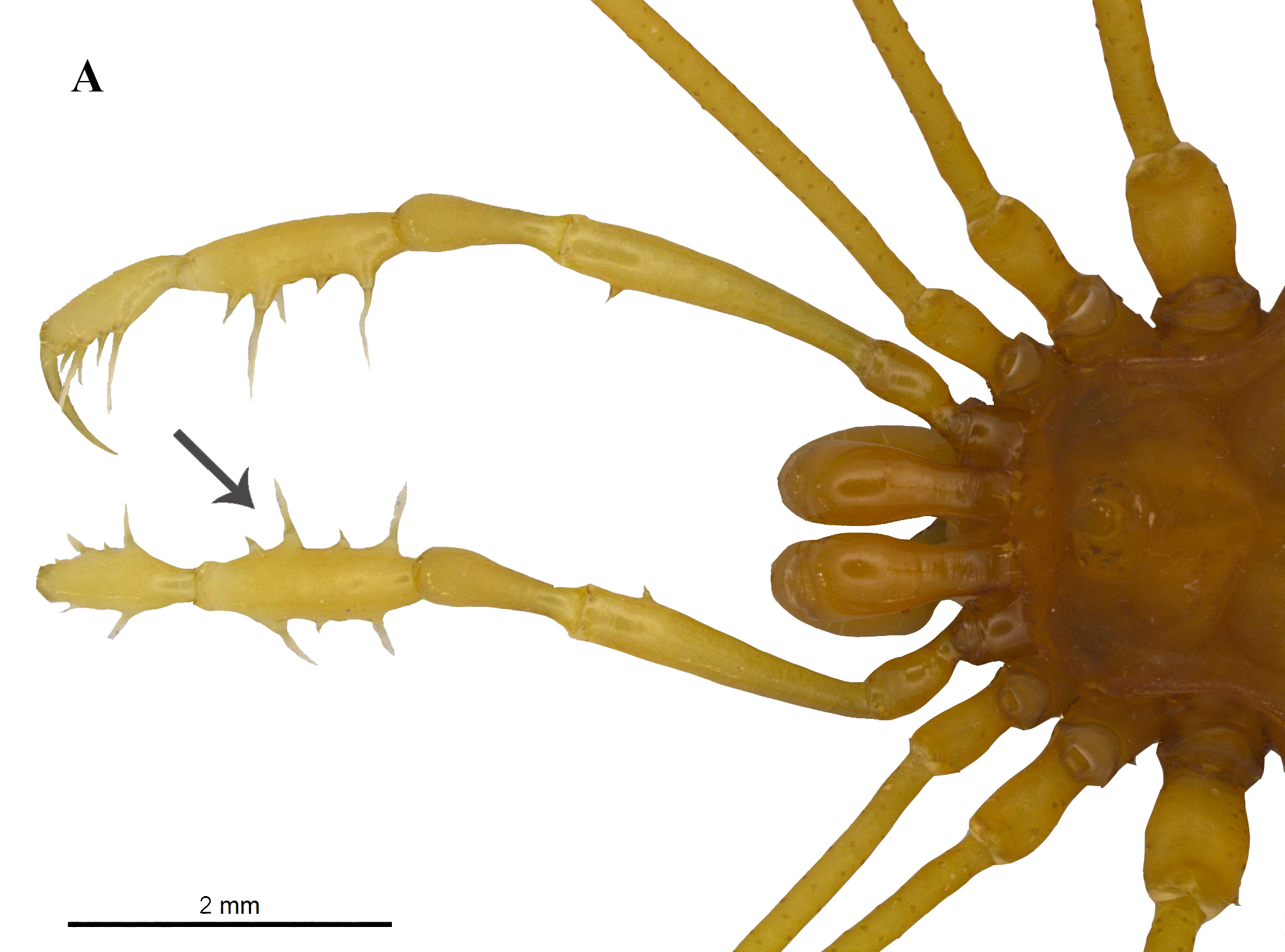 New records of two endemic troglobitic and threatened arachnids ...