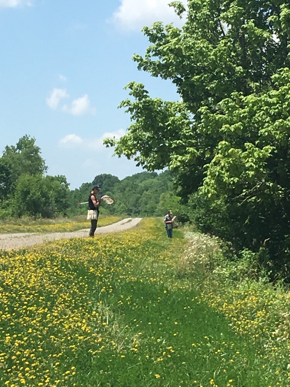 Syrphidae of Southern Illinois Diversity, floral associations, and
