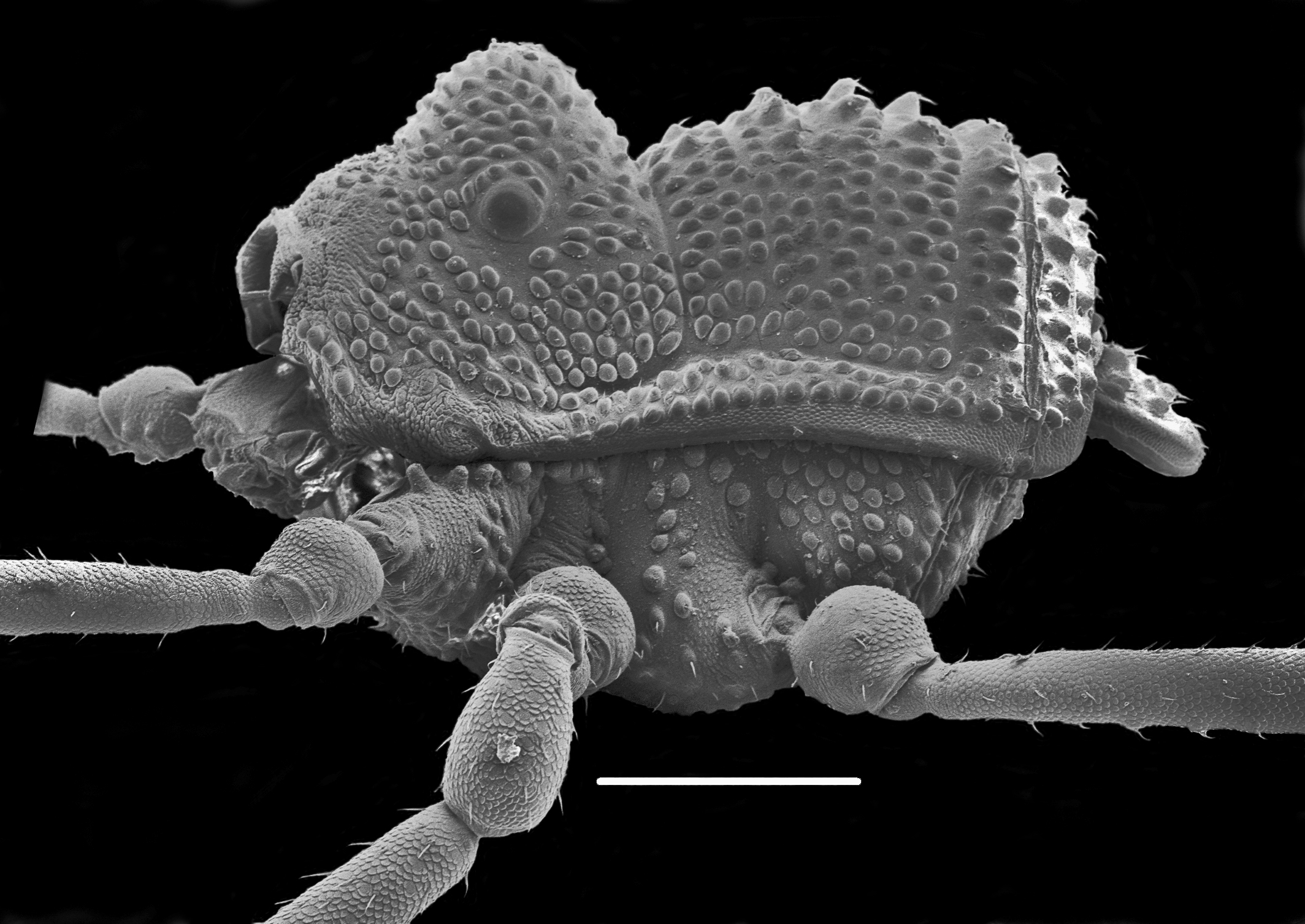 A companion to Part 2 of the World Checklist of Opiliones species