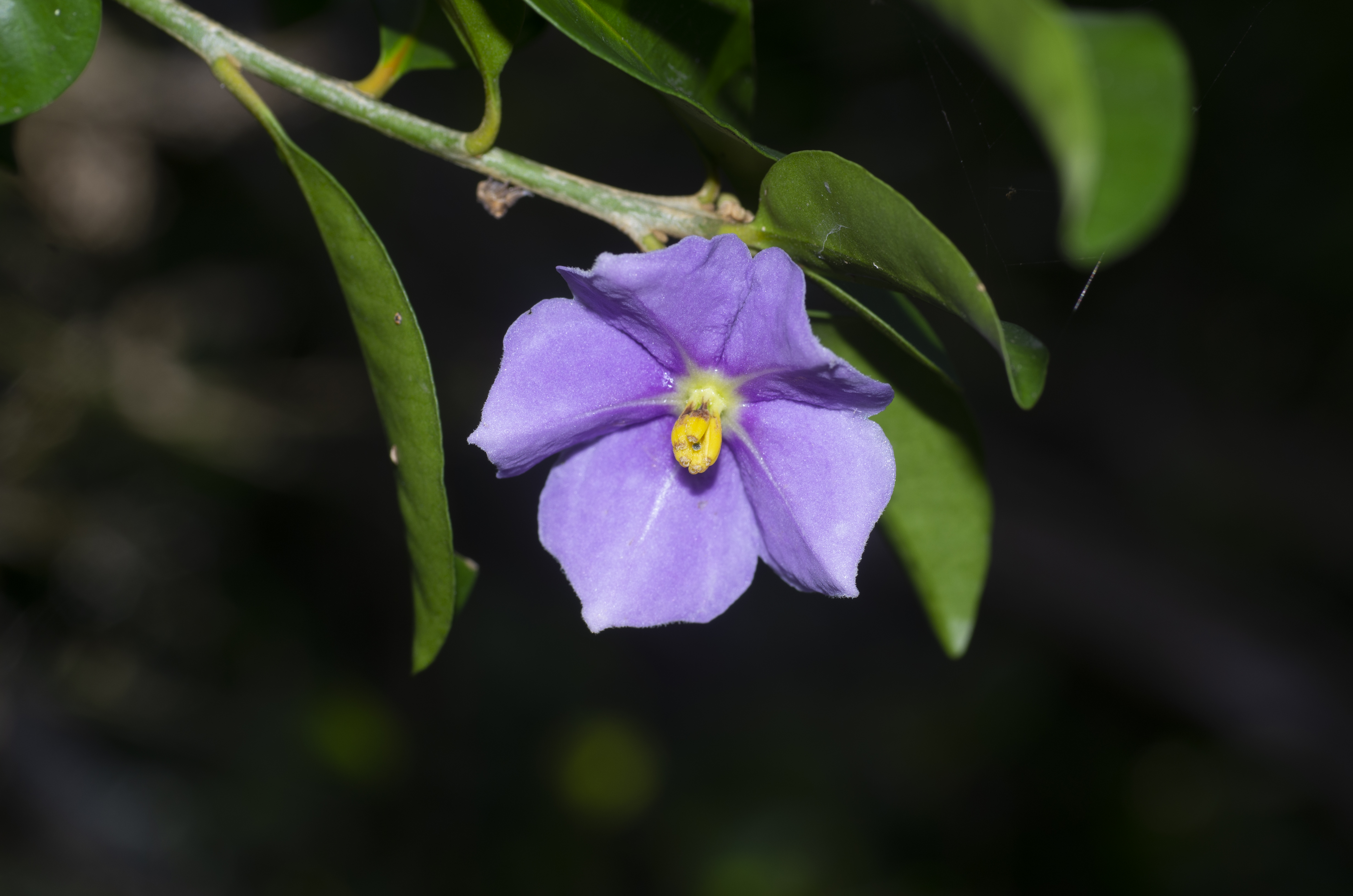 Solanum rantonnetii cuidados