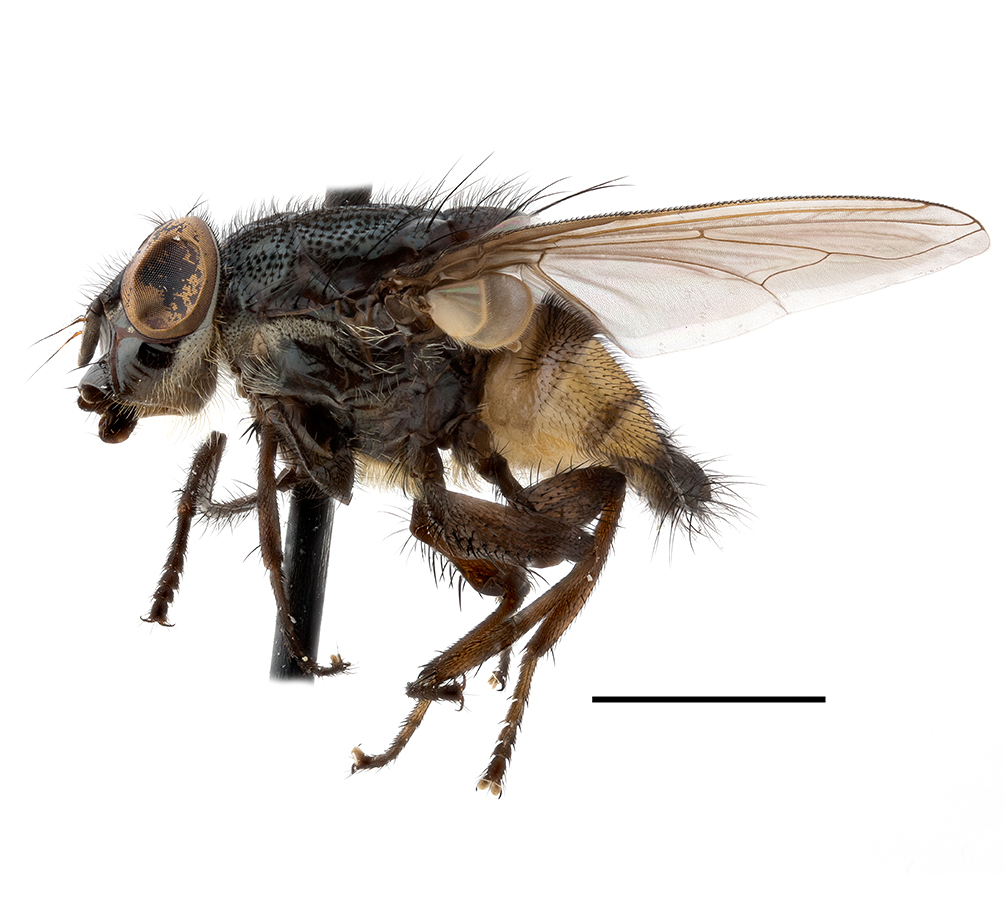 South African Nose Flies Diptera Calliphoridae Rhiniinae Taxonomy