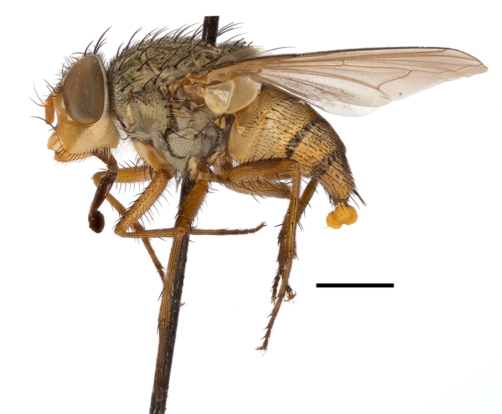 South African Nose Flies Diptera Calliphoridae Rhiniinae Taxonomy