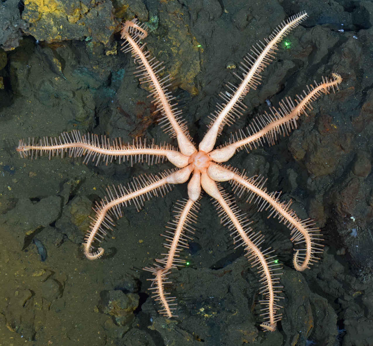 Megafauna of the German exploration licence area for seafloor massive ...