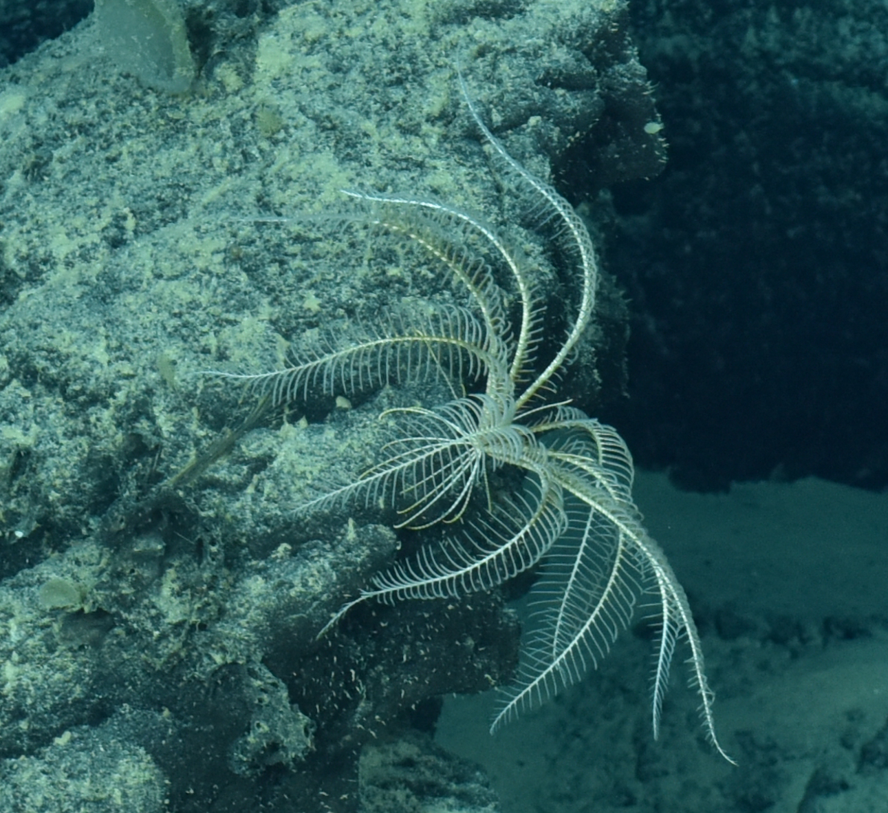 Megafauna of the German exploration licence area for seafloor massive ...