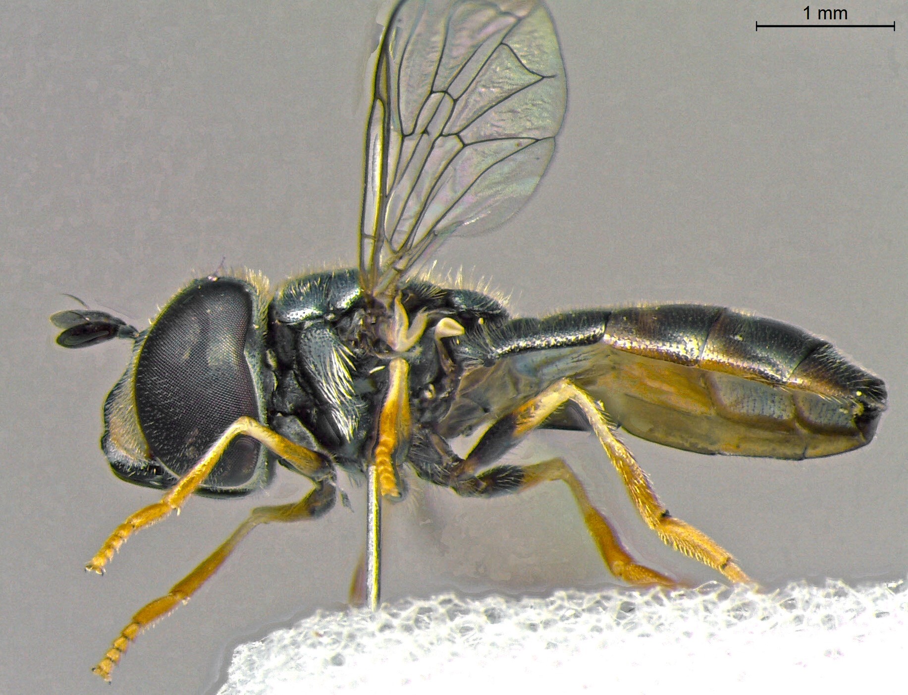 A Pictorial Key For Identification Of The Hoverflies (diptera 